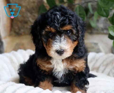 Fancy Mini Bernedoodle2