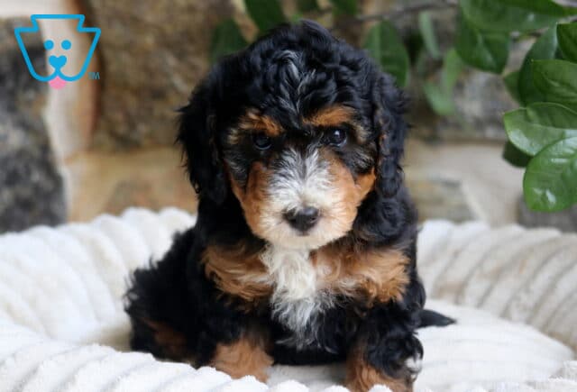 Fancy Mini Bernedoodle2 image