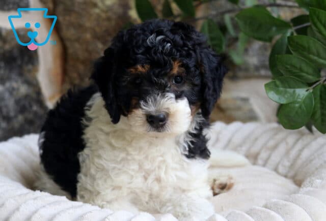 Fifi Mini Berndoodle image