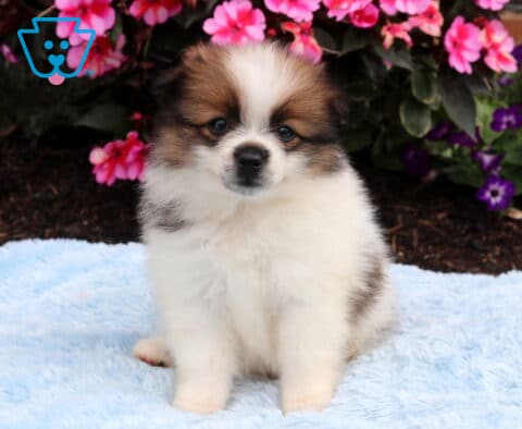 Fluffy tri-color Pomeranian puppy sitting on a soft blue blanket, featuring a full white coat with brown and black markings and bright eyes, framed by vibrant pink and purple flowers.