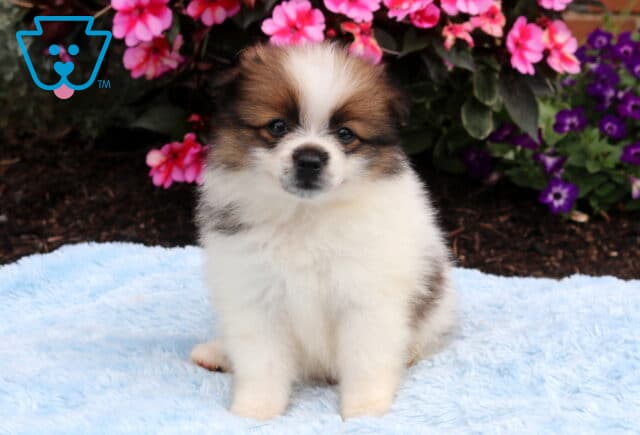 Fluffy tri-color Pomeranian puppy sitting on a soft blue blanket, featuring a full white coat with brown and black markings and bright eyes, framed by vibrant pink and purple flowers. image
