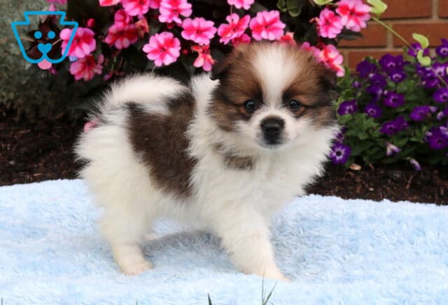 Adorable tri-color Pomeranian puppy standing on a soft blue blanket with a fluffy coat, curled tail, and alert expression, surrounded by colorful pink and purple garden flowers. image