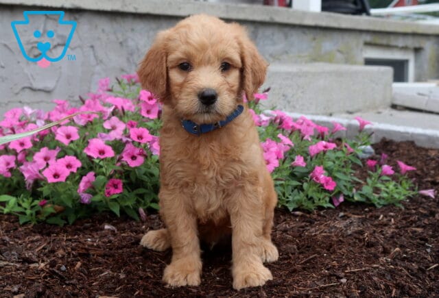 Fluffy apricot Goldendoodle puppy with a soft curly coat sitting in front of colorful pink flowers, wearing a blue collar and gazing sweetly at the camera. image