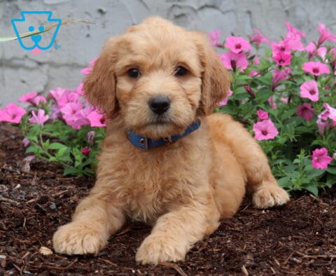 Adorable apricot Goldendoodle puppy with a fluffy curly coat relaxing on mulch in front of blooming pink flowers, wearing a blue collar and looking attentively at the camera.