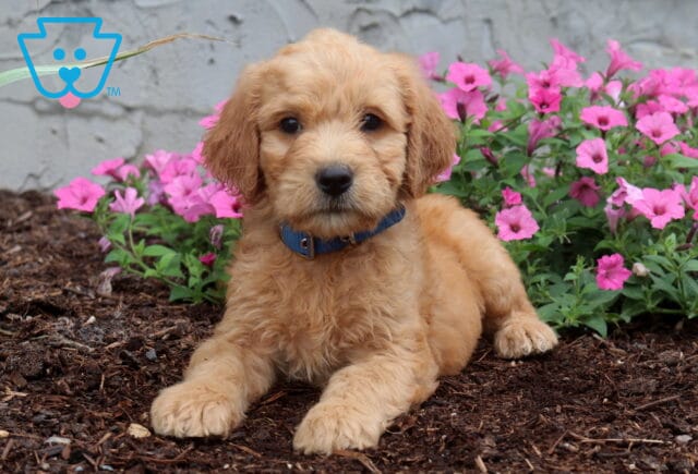 Adorable apricot Goldendoodle puppy with a fluffy curly coat relaxing on mulch in front of blooming pink flowers, wearing a blue collar and looking attentively at the camera. image