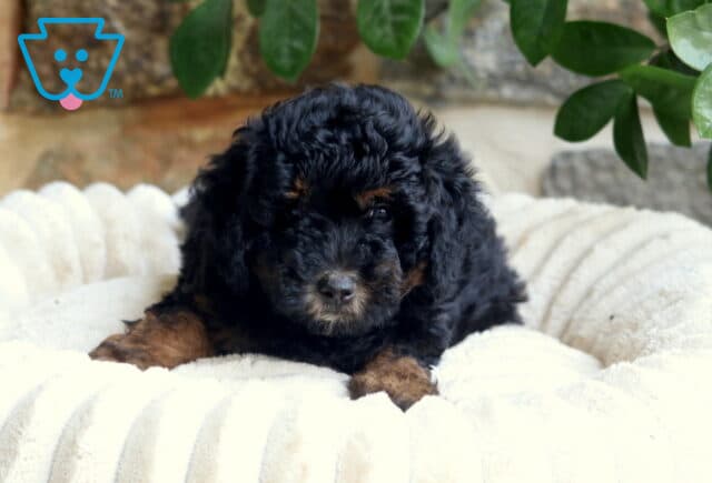 Flash Mini Bernedoodle image
