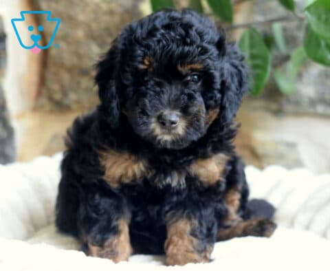 Flash Mini Bernedoodle2