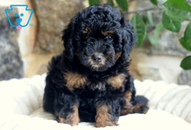 Flash Mini Bernedoodle2 image