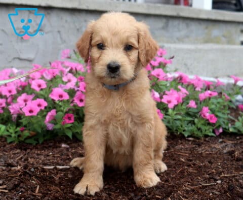 Adorable apricot Goldendoodle puppy sitting on mulch in front of vibrant pink flowers, showing a fluffy wavy coat, floppy ears, and an attentive expression with a blue collar.