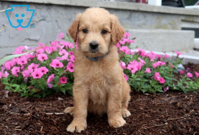 Adorable apricot Goldendoodle puppy sitting on mulch in front of vibrant pink flowers, showing a fluffy wavy coat, floppy ears, and an attentive expression with a blue collar. image