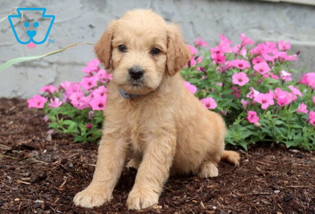 Sweet apricot Goldendoodle puppy with a soft wavy coat sitting on mulch beside blooming pink flowers, wearing a light blue collar and looking gently toward the camera. image