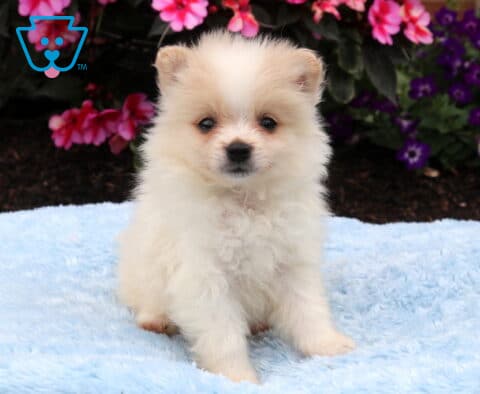 Cream Pomeranian puppy sitting on a soft blue blanket, displaying a fluffy coat, button nose, and bright eyes with vibrant pink and purple flowers behind it.