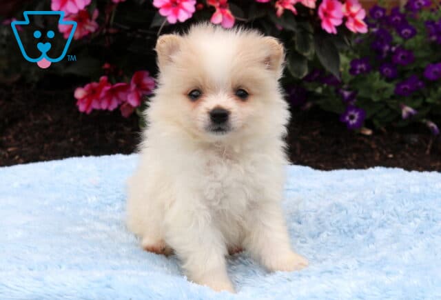 Cream Pomeranian puppy sitting on a soft blue blanket, displaying a fluffy coat, button nose, and bright eyes with vibrant pink and purple flowers behind it. image