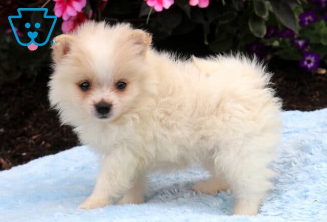 Fluffy cream Pomeranian puppy standing on a soft blue blanket, featuring a plush double coat, curious expression, and colorful garden flowers in the background. image