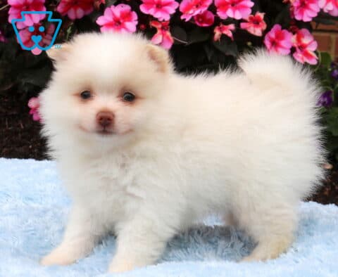 Fluffy cream Pomeranian puppy standing on a soft blue blanket, featuring a plush coat, curled tail, and bright pink flowers creating a cheerful garden backdrop.