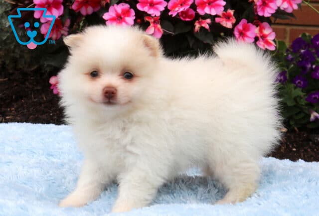 Fluffy cream Pomeranian puppy standing on a soft blue blanket, featuring a plush coat, curled tail, and bright pink flowers creating a cheerful garden backdrop. image