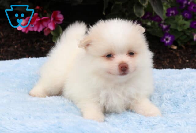 Tiny cream Pomeranian puppy resting on a soft blue blanket, showcasing a fluffy coat, curled tail, and sweet expression with colorful flowers in the background. image