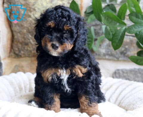 Flower Mini Bernedoodle