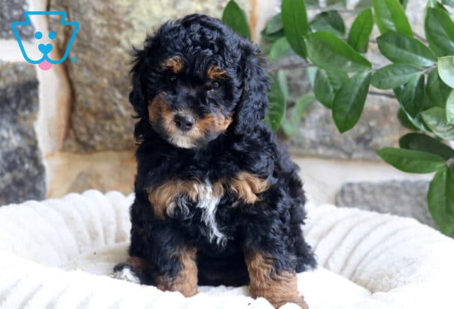 Flower Mini Bernedoodle image