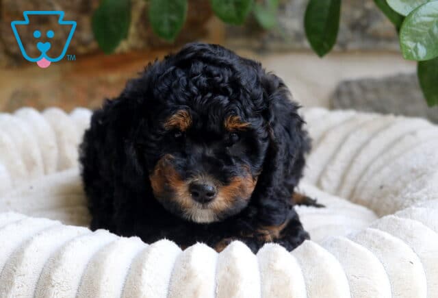 Flower Mini Bernedoodle2 image