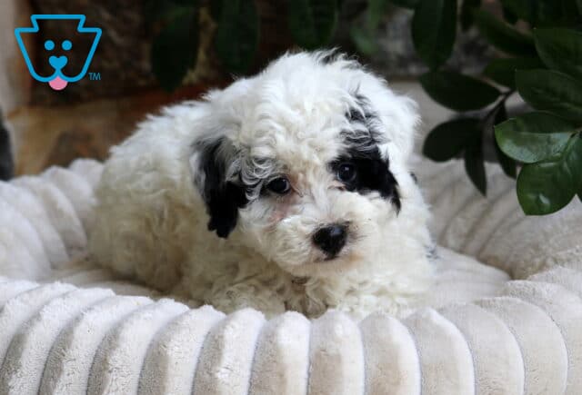 Fluffy Mini Bernedoodle image