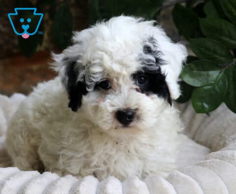 Fluffy Mini Bernedoodle2