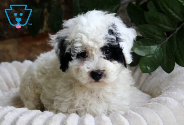 Fluffy Mini Bernedoodle2 image