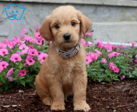 Adorable apricot Goldendoodle puppy sitting among vibrant pink flowers, showing off a soft wavy coat, floppy ears, and gentle dark eyes while wearing a light gray collar.
