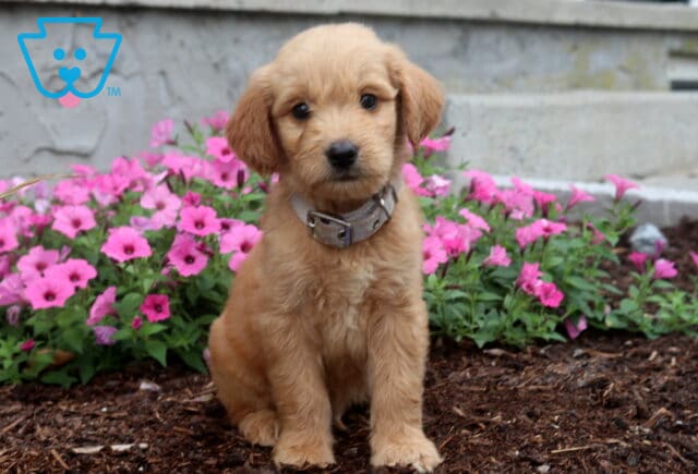 Adorable apricot Goldendoodle puppy sitting among vibrant pink flowers, showing off a soft wavy coat, floppy ears, and gentle dark eyes while wearing a light gray collar. image