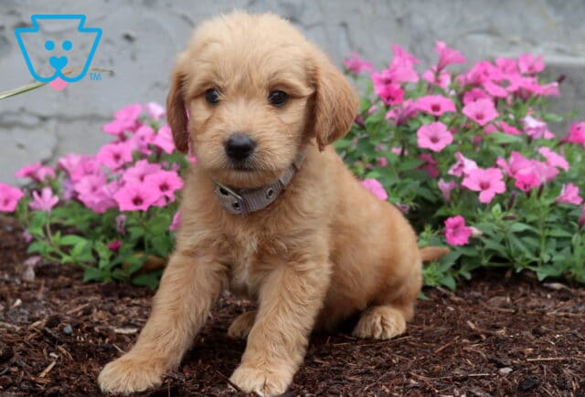 Sweet apricot Goldendoodle puppy relaxing in a garden of bright pink flowers, featuring a soft fluffy coat, floppy ears, and soulful eyes while wearing a light gray collar. image