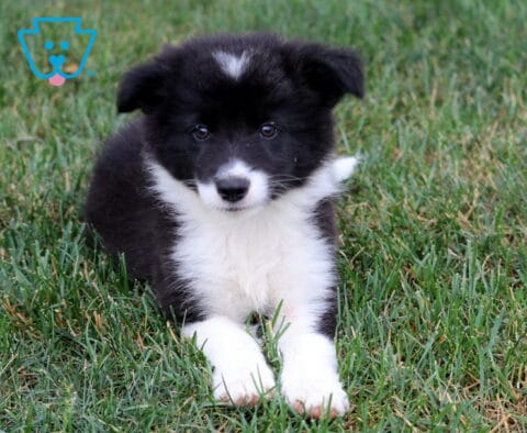 Frisky Border Collie