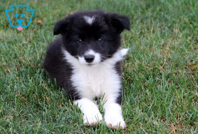 Frisky Border Collie image