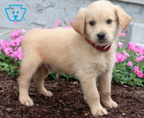 Light golden Goldendoodle puppy standing in a flower bed, wearing a red collar and showing off a soft wavy coat, sweet dark eyes, and an alert expression against blooming pink flowers.