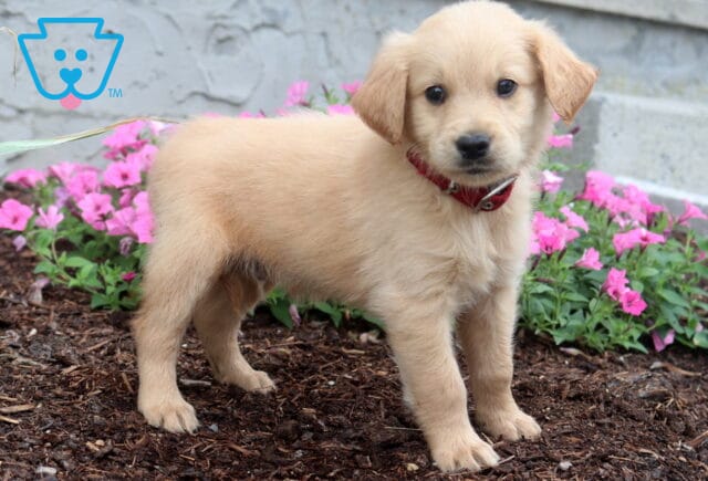 Light golden Goldendoodle puppy standing in a flower bed, wearing a red collar and showing off a soft wavy coat, sweet dark eyes, and an alert expression against blooming pink flowers. image