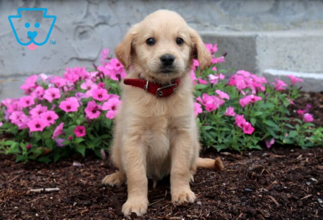 Golden Goldendoodle puppy sitting in front of bright pink flowers, featuring a soft wavy coat, floppy ears, and sweet dark eyes, wearing a red collar against a garden backdrop. image