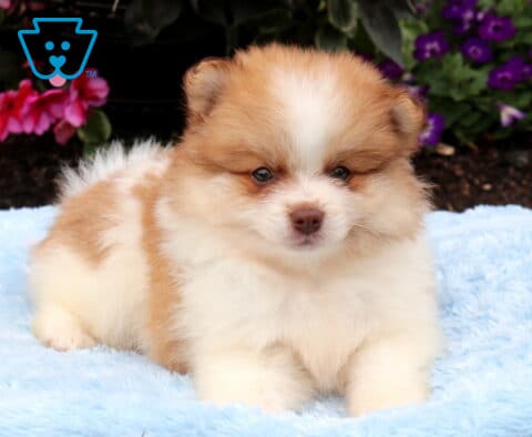 Adorable orange and white Pomeranian puppy resting on a soft blue blanket, showing off a fluffy coat, teddy bear face, and colorful garden blooms behind it.
