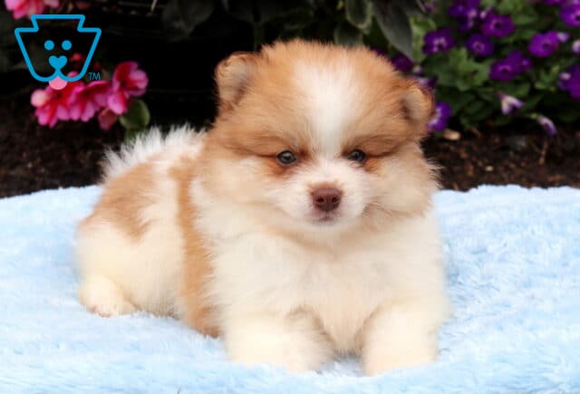 Adorable orange and white Pomeranian puppy resting on a soft blue blanket, showing off a fluffy coat, teddy bear face, and colorful garden blooms behind it. image