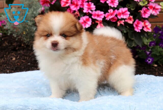 Fluffy orange and white Pomeranian puppy standing on a soft blue blanket, featuring a plush coat, curled tail, and bright pink flowers in the background. image