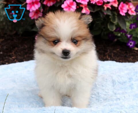 Sweet sable and white Pomeranian puppy standing on a soft blue blanket with a plush coat, round eyes, and tiny ears, posed in front of bright pink and purple flowers.