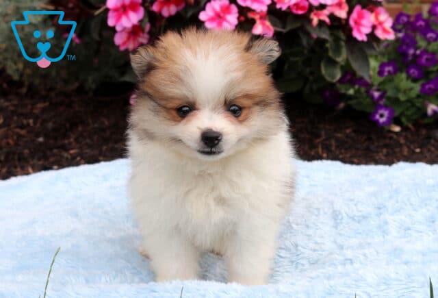 Sweet sable and white Pomeranian puppy standing on a soft blue blanket with a plush coat, round eyes, and tiny ears, posed in front of bright pink and purple flowers. image