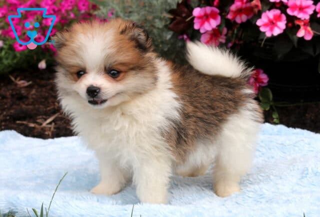 Fluffy sable and white Pomeranian puppy standing on a soft blue blanket with a curled tail, bright eyes, and a playful expression, posed in front of blooming pink flowers. image