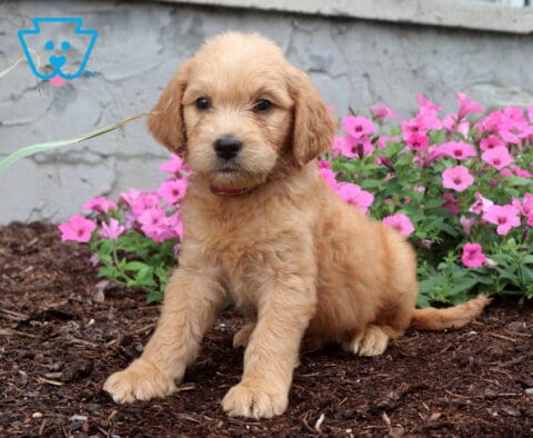 Adorable apricot Goldendoodle puppy with a fluffy wavy coat sitting on mulch in front of vibrant pink flowers, wearing a red collar and gazing calmly at the camera.