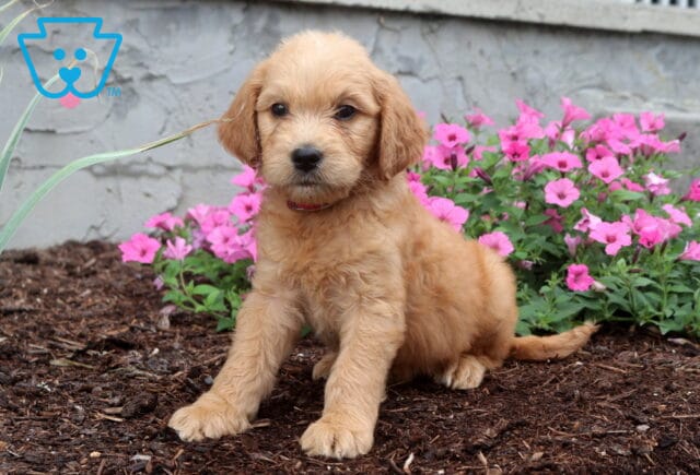 Adorable apricot Goldendoodle puppy with a fluffy wavy coat sitting on mulch in front of vibrant pink flowers, wearing a red collar and gazing calmly at the camera. image