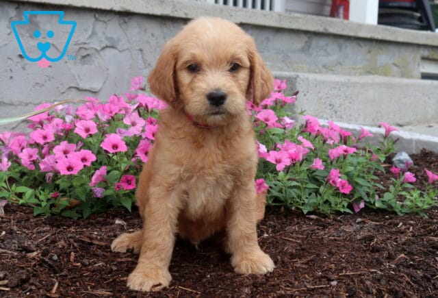 Precious apricot Goldendoodle puppy with a curly coat sitting proudly in front of bright pink flowers, wearing a pink collar and looking directly into the camera. image