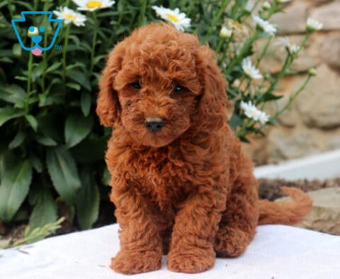 Garth Mini Goldendoodle