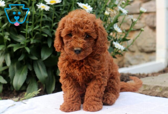 Garth Mini Goldendoodle image
