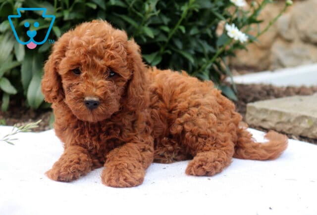 Garth Mini Goldendoodle2 image