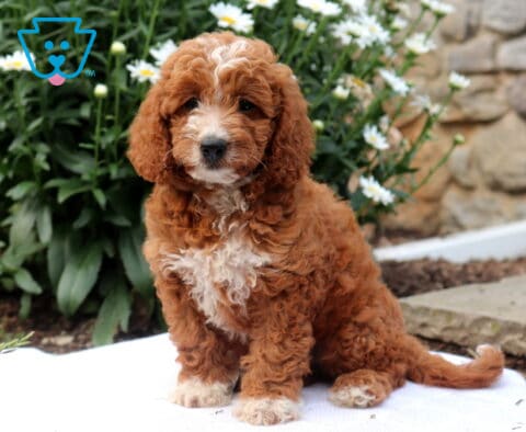 Ginger Mini Goldendoodle