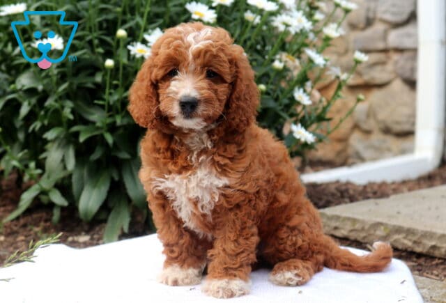 Ginger Mini Goldendoodle image