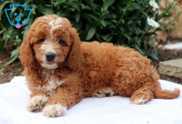 Ginger Mini Goldendoodle2 image